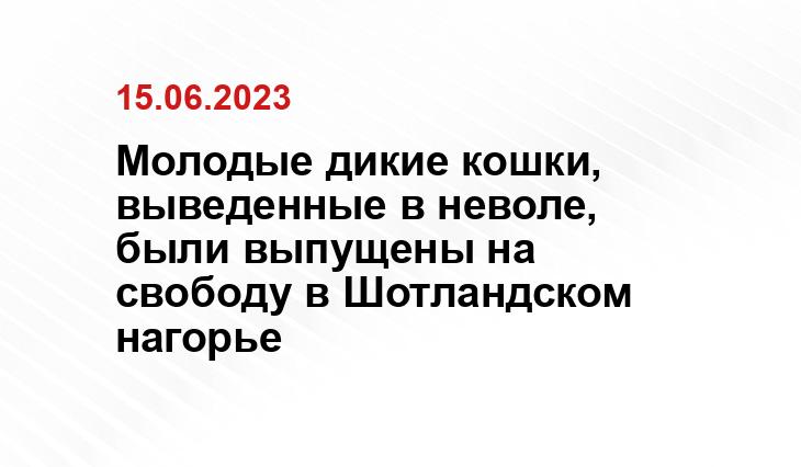 Молодые дикие кошки, выведенные в неволе, были выпущены на свободу в Шотландском нагорье