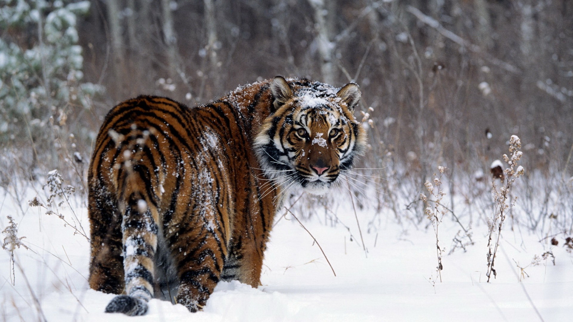 Жители Читы могли наблюдать гуляющую по лесу тигрицу