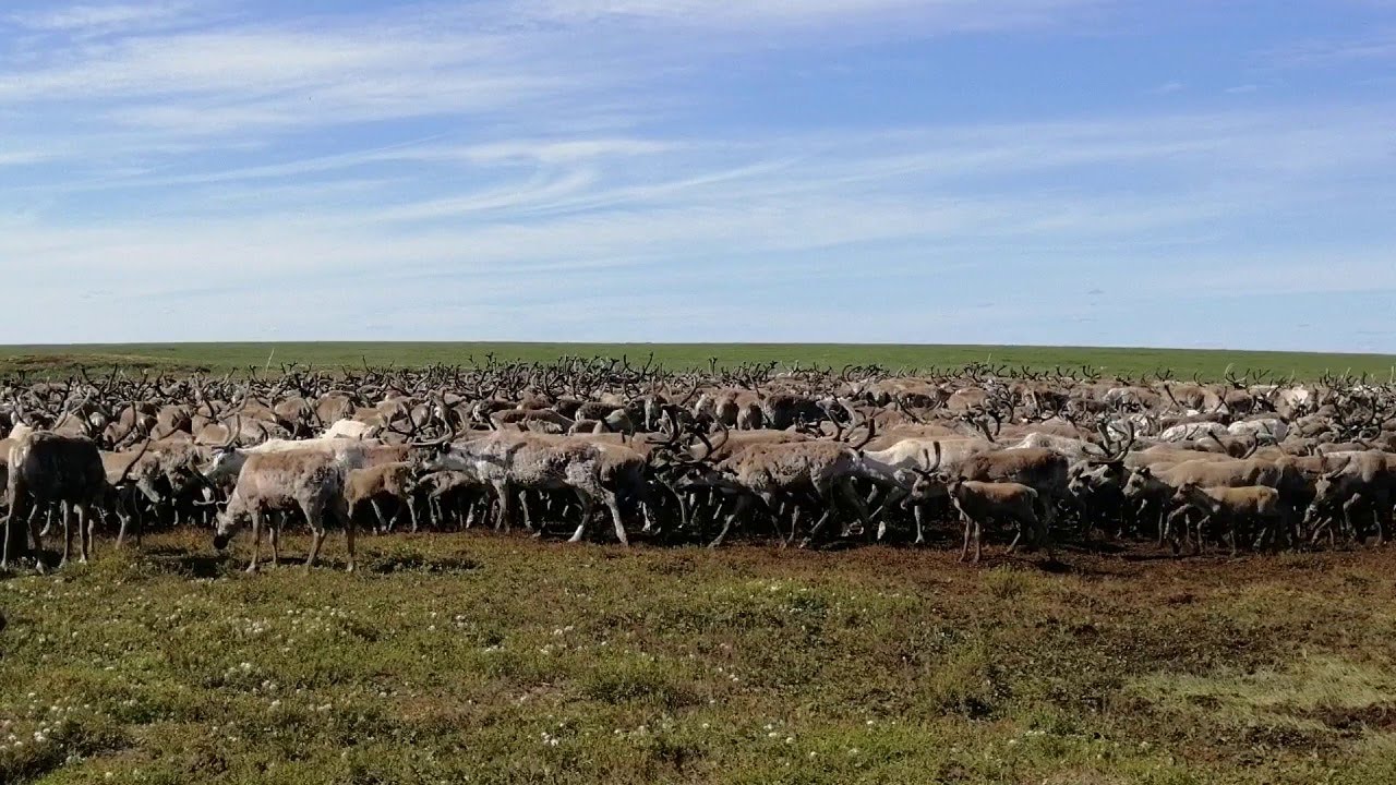 Ямальские олени завершили сезонный переход к Карскому морю