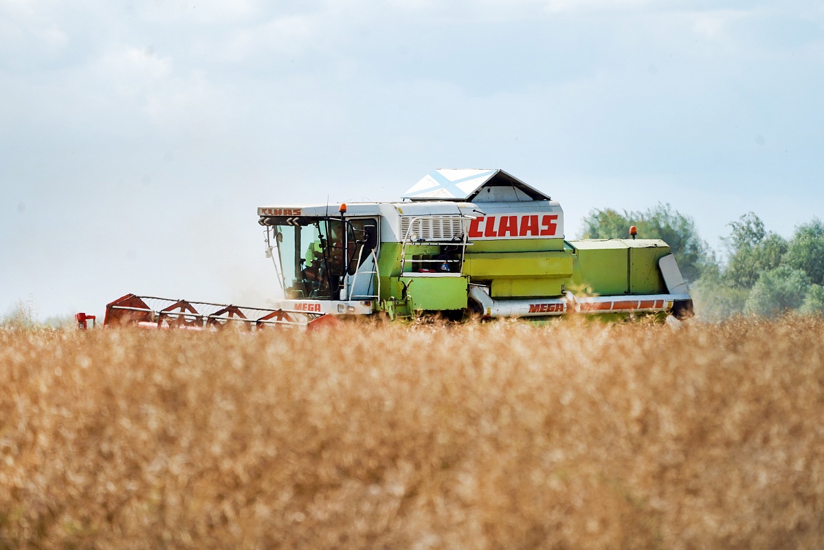 Калининградские аграрии добиваются рекордной урожайности зерновых