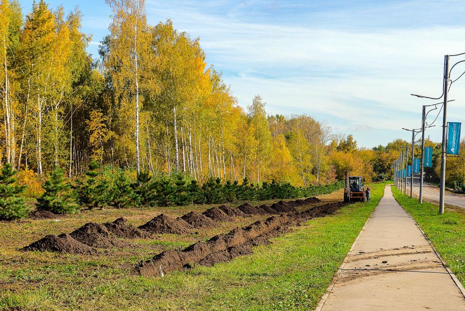 Аллея вдоль дороги. Парк октября. Октябрь дорога. Щекиноазот благоустройство территории.