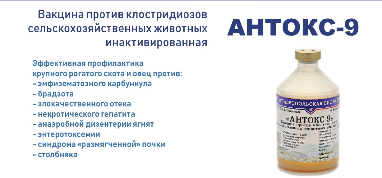 Восемь бед – один ответ. В Ставрополе представили препарат, полностью побеждающий клостридиозы