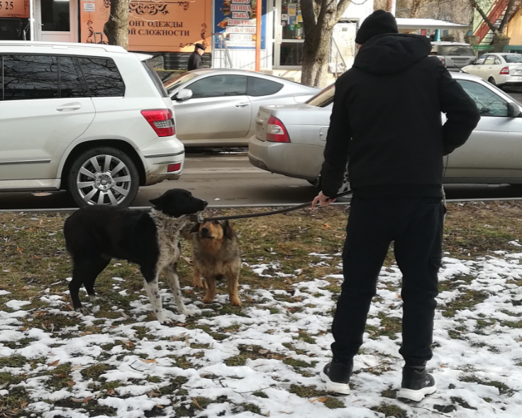 Кто в ответе за агрессивных бездомных четвероногих?