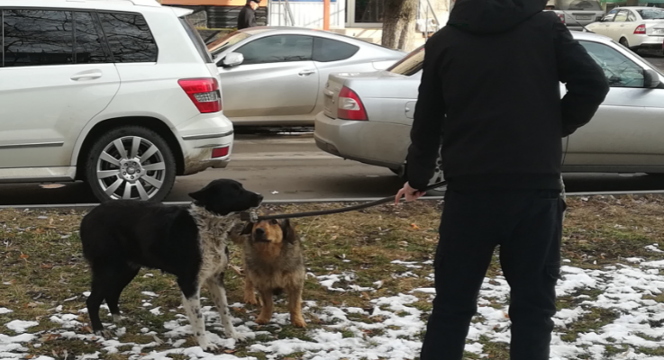 Кто в ответе за агрессивных бездомных четвероногих?