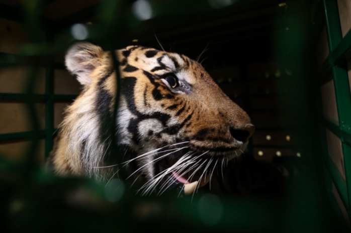 Амурский тигр Гектор отправился в реабилитационный центр в Хабаровск