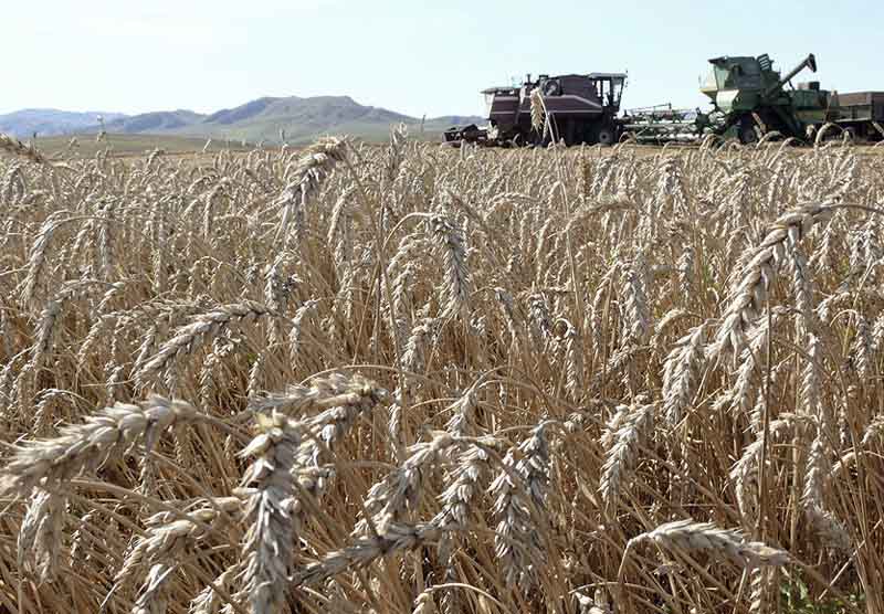Более 5 млн тонн зерна намолотили в Алтайском крае