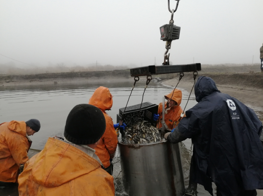 Нововоронежская АЭС выпустила в пруд-охладитель шесть тонн молоди толстолобика