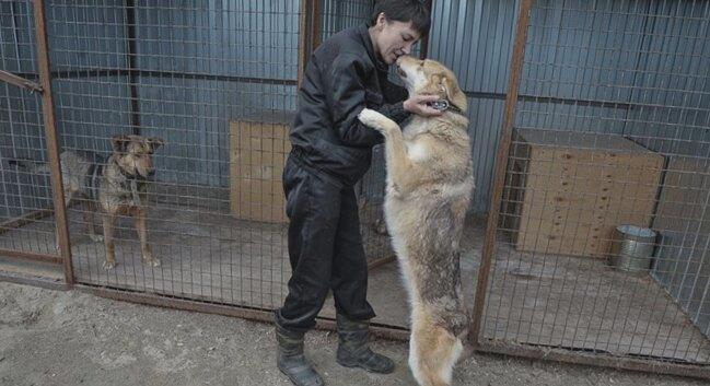 Томская  область увеличит финансирование приютов для собак