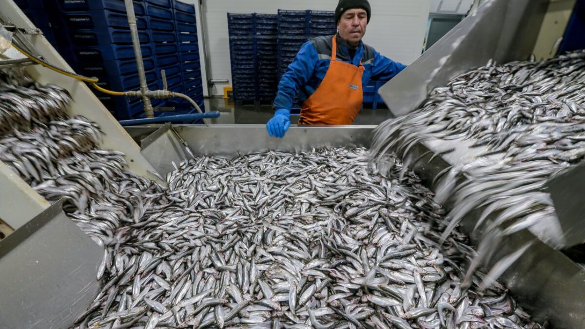 ГК «За Родину» в 2022 году экспортировало более 15 млн банок рыбных консервов