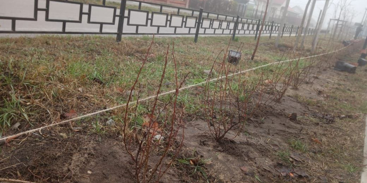 Продолжаются работы по озеленению Воронежа