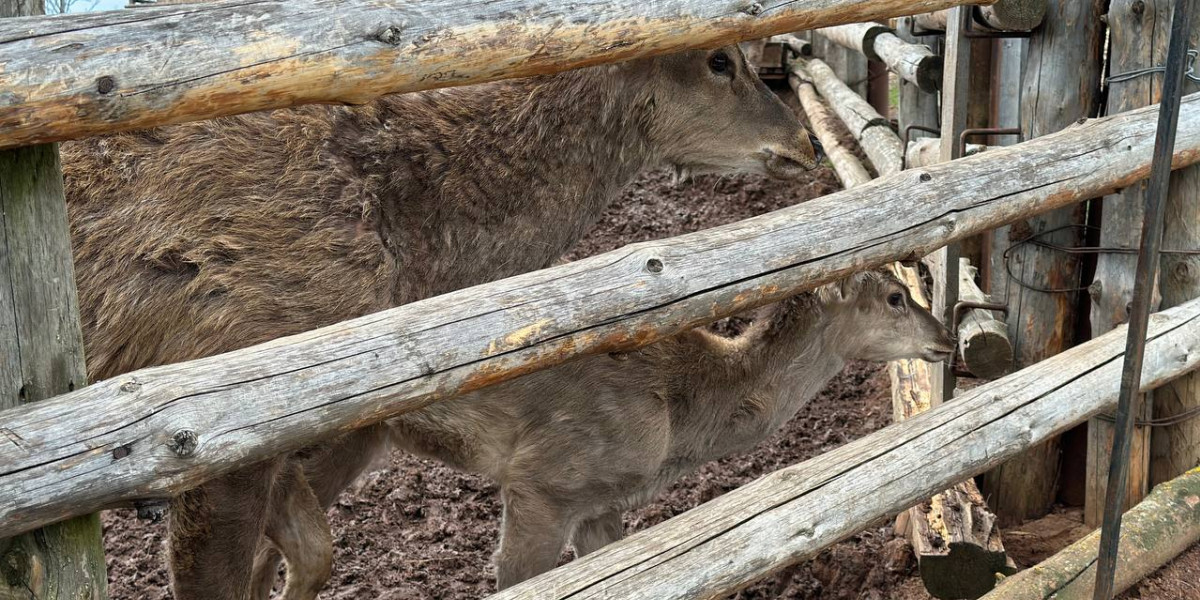 В столице Коми бродячие собаки напали на детей
