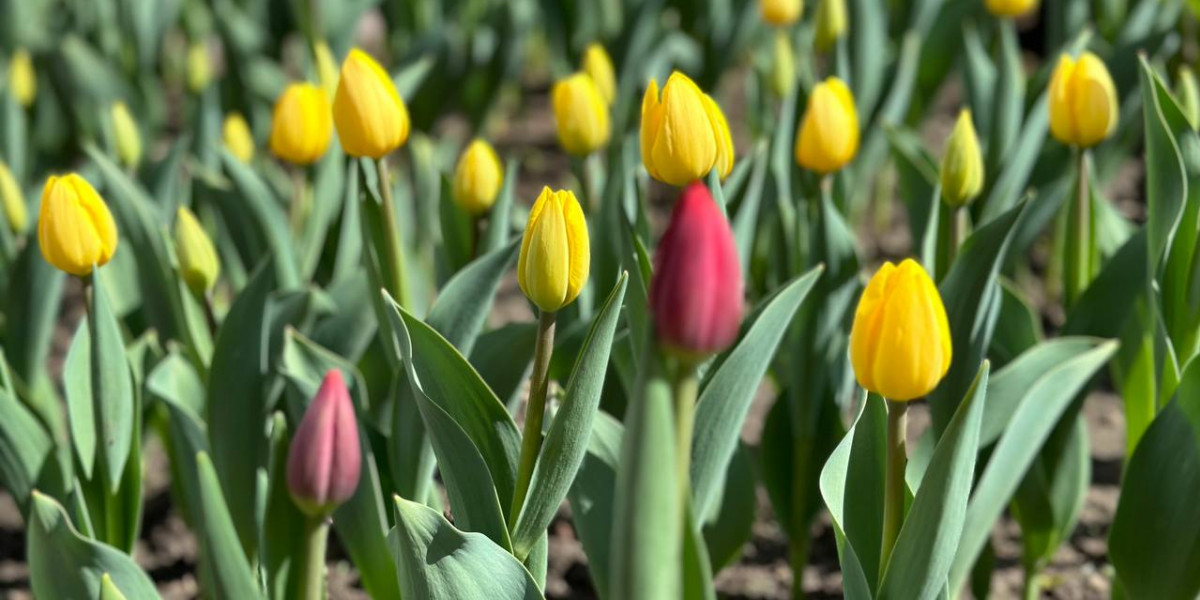 В Калмыкии стартовал Фестиваль тюльпанов