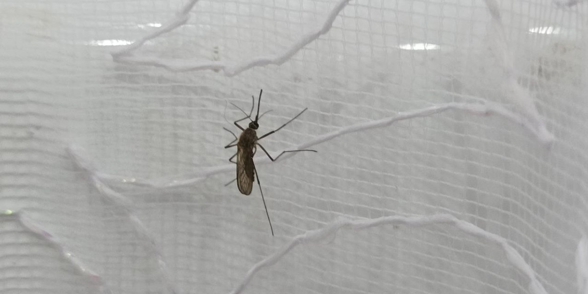 В водоемах Республики Крым нашли личинки малярийных комаров