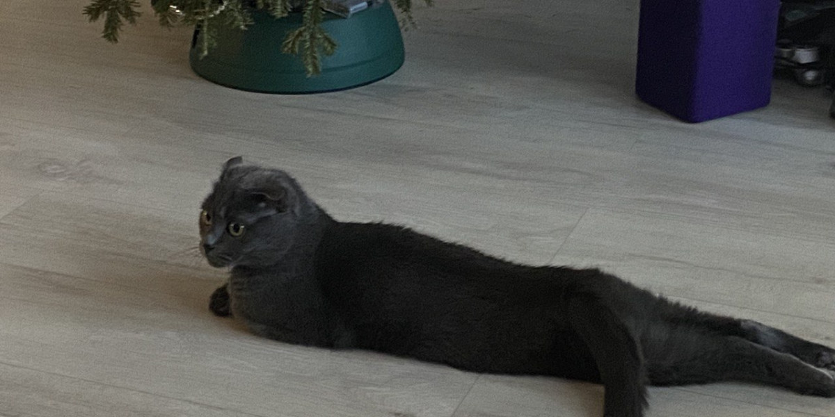 В южноуральском Златоусте появится приют-котокафе