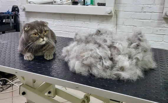 Губернатор сообщил, что более 520 смолян улучшили материальное положение по соцконтрактам