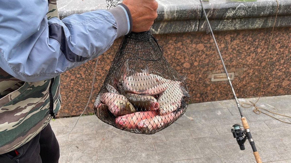 Рыба без чешуи на кухне: чищу руками с уксусом. Испанский метод — чудо ИА SM-News Тюмень