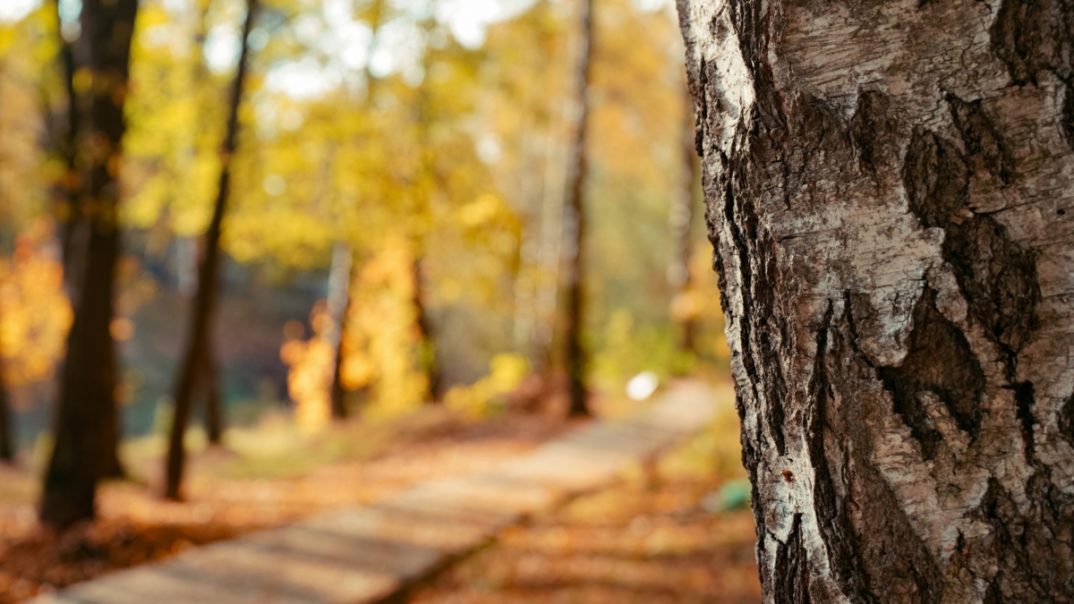 Праздники 22 сентября: День осеннего равноденствия, Осеннее равноденствие и не только ИА SM-News