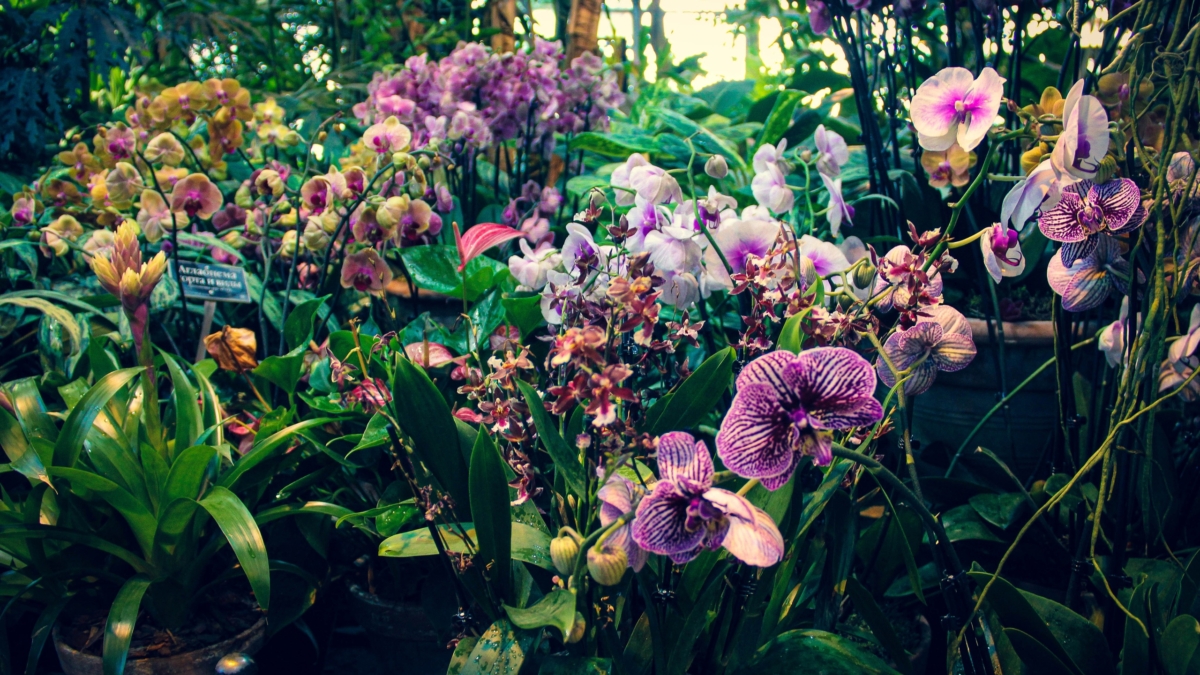 Почему листья орхидеи желтеют: 9 главных причин и как спасти цветок ИА SM-News