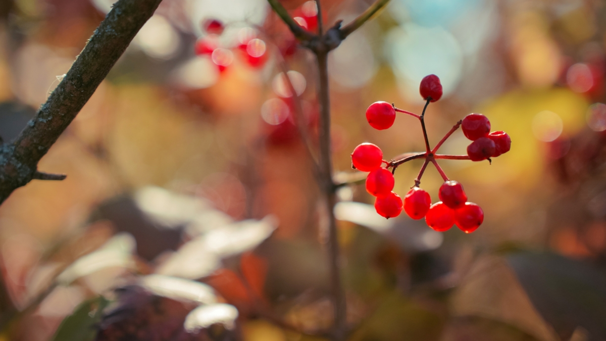 Октябрь, ноябрь, декабрь: точные даты для засолки капусты в 2025 году – чтобы она хрустела и не заплесневела Светлана Мулыкина