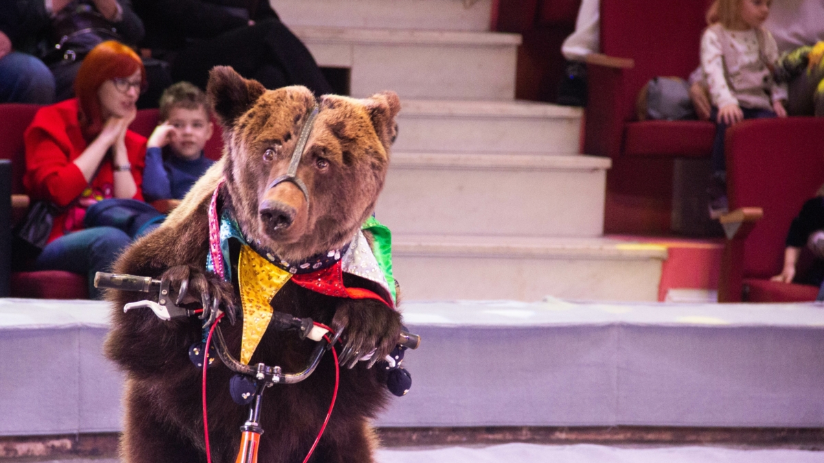 Пробки бывают и у медведей: охотники рассказали, чем опасны хищники после спячки ИА SM-News