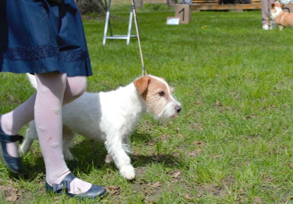 Собака в квартире без шума и разрушений: 3 породы, которые не грызут мебель и не лают по ночам ИА «Тульская пресса»