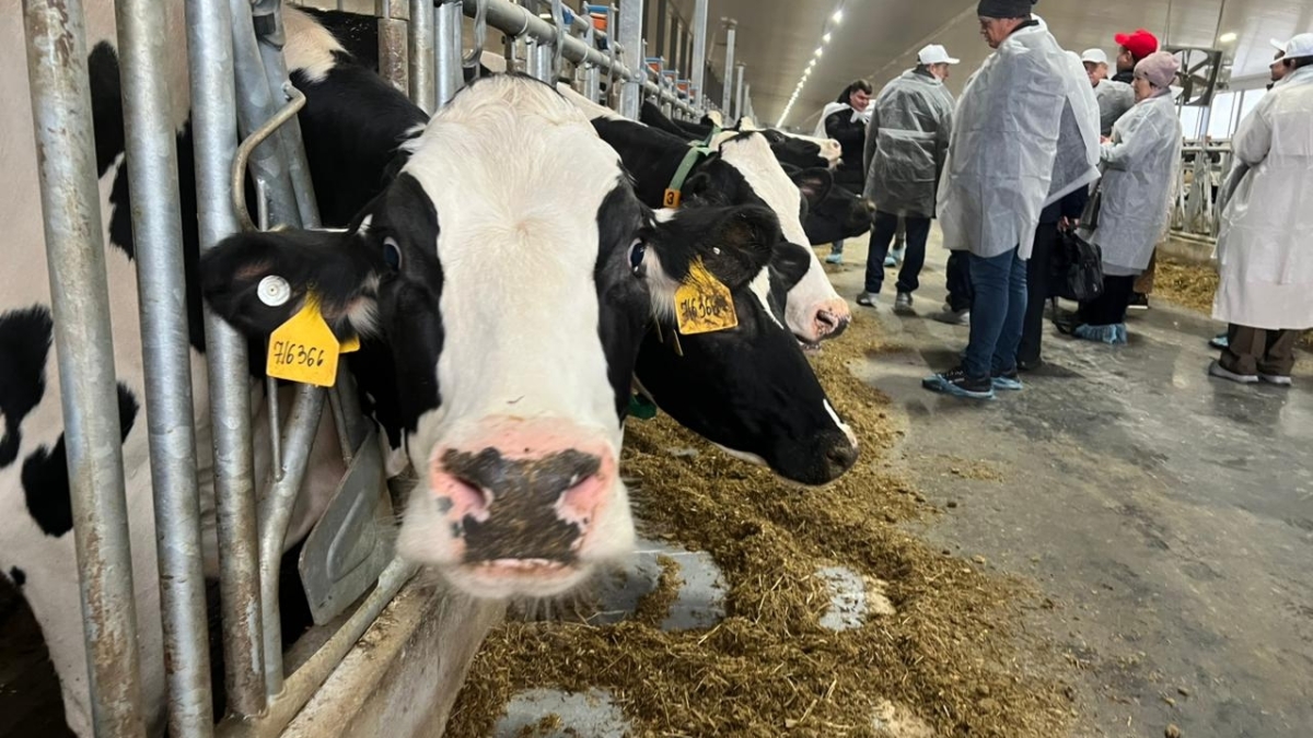 Губернатор Владимир Мазур дал старт работе животноводческого комплекса в Асиновском районе