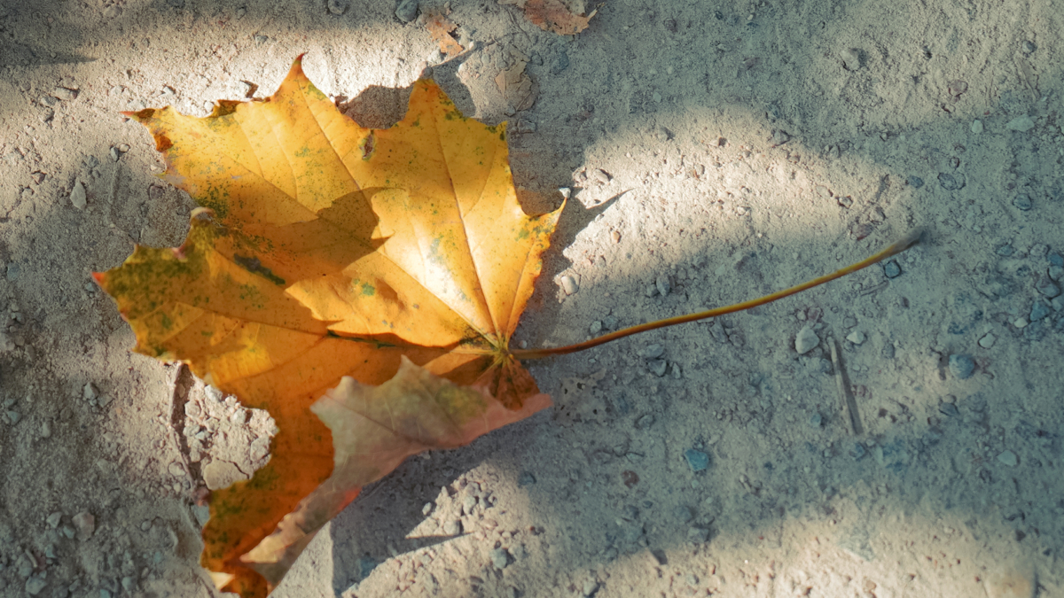 Готовьтесь к перезагрузке: с 30 октября 2025 Меркурий и Плутон изменят судьбу четырех знаков ИА SM-News