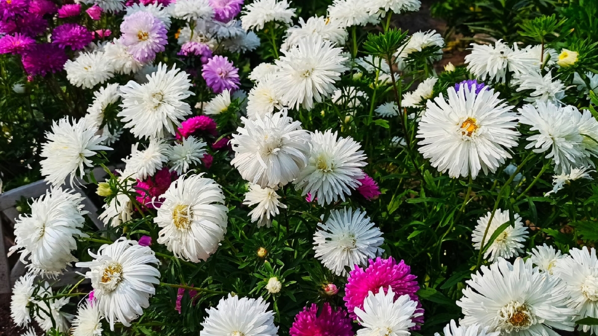 Пока вы убираете осенний сад, пора сеять астры — экспресс-способ для раннего цветения без хлопот ИА SM-News