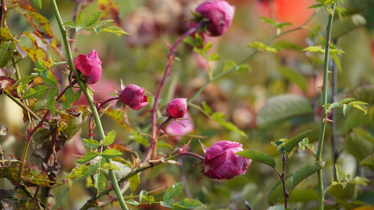 Забудьте о выпревании роз: осенняя магия железного купороса — успейте применить до морозов ИА SM-News
