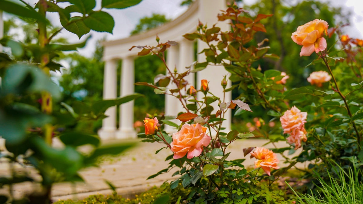Секрет райского розового сада в любом регионе России: какие розы будут цвести, а не выживать ИА SM-Nws