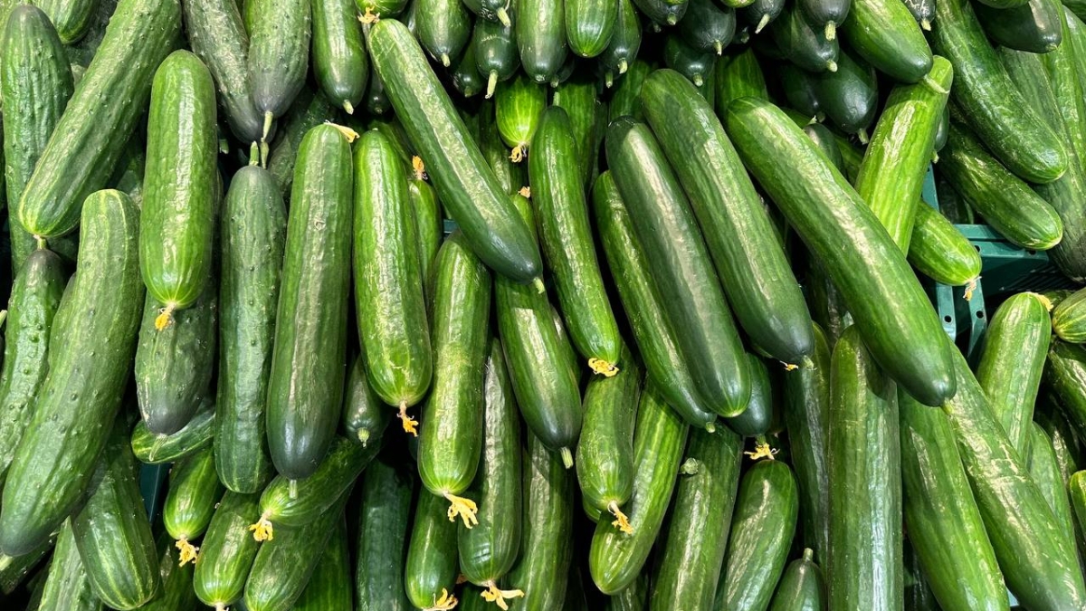 Не урожай, а фейерверк: как получить вёдра огурцов с трех кустов —  сорта, которые не подведут ИА SM-News