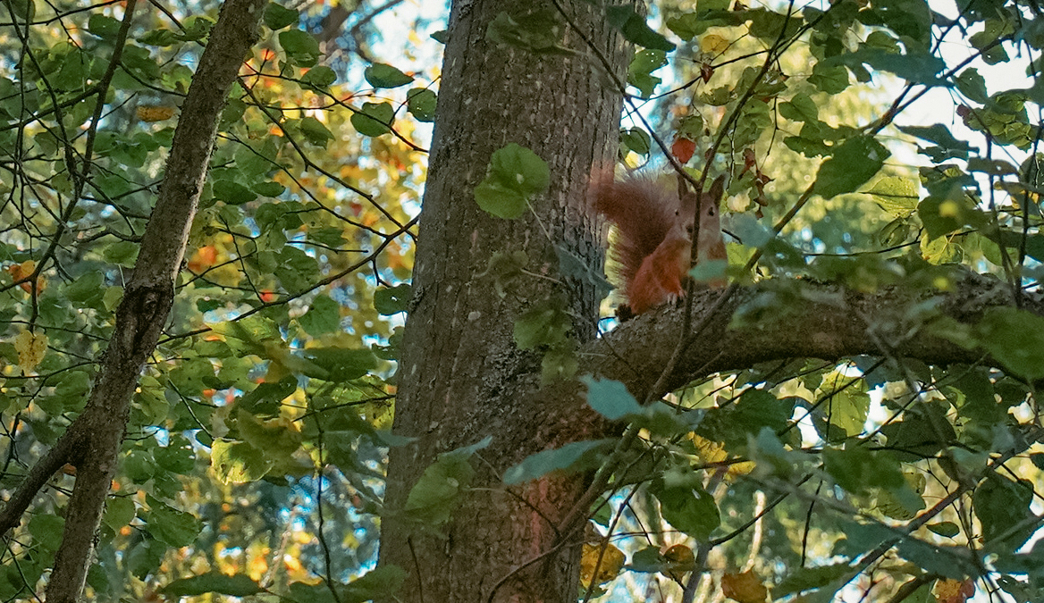 Иларионов день: 3 ноября — порог между осенью и зимой. Что можно и нельзя делать, приметы ИА SM-News