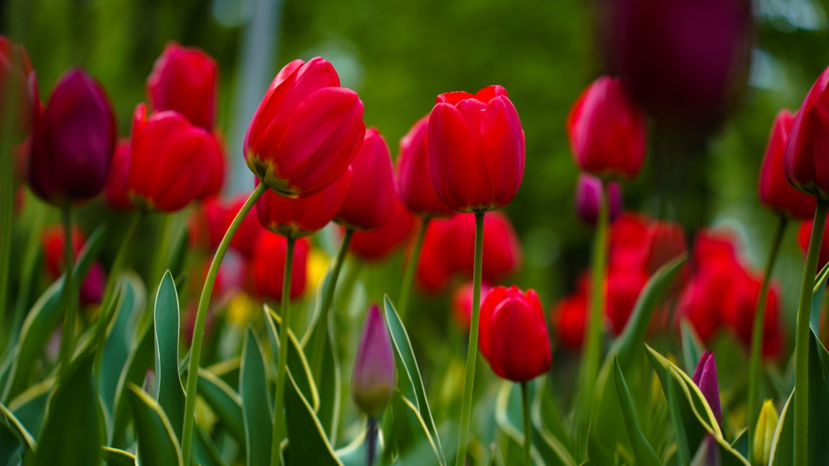 Правило три высоты: что делать с тюльпанами осенью для безупречного весеннего цветения ИА SM-News