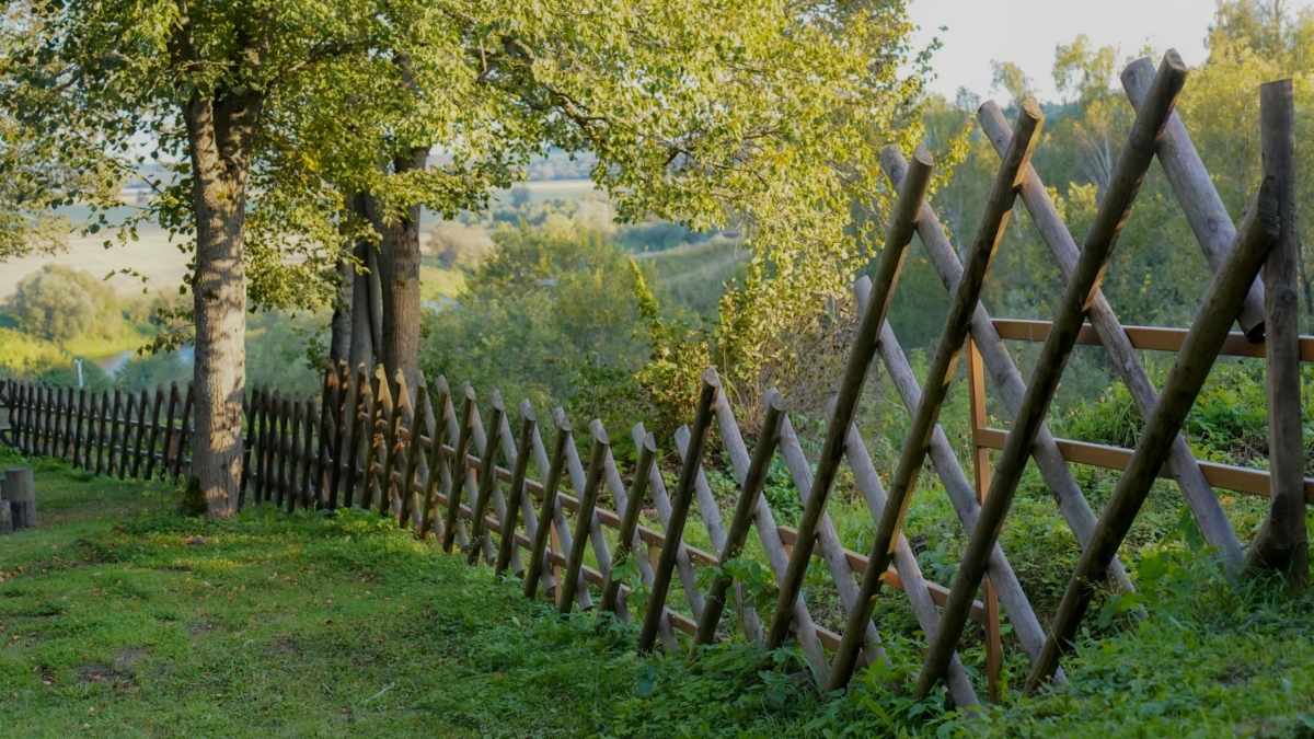 Не дуб, не сосна: три дерева, которые нельзя сажать у дома, и три — которые можно и даже, нужно ИА SM-News