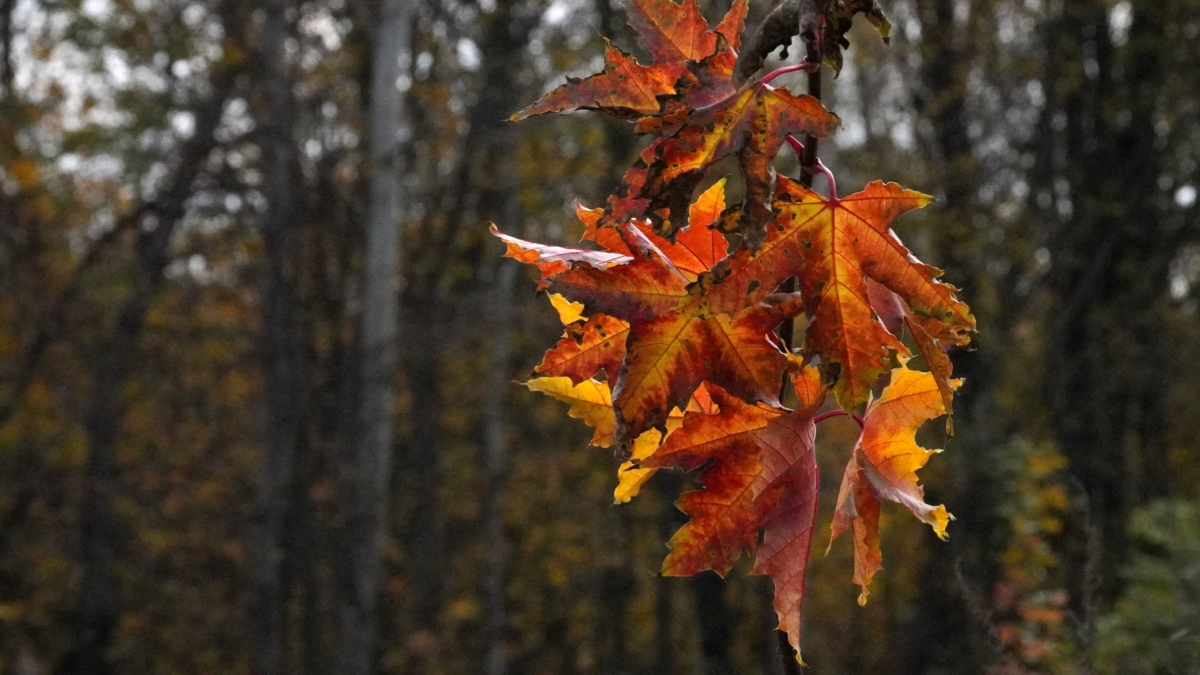 Ноябрь-2025: ретроградный Меркурий — испытание на прочность или шанс перезагрузиться ИА SM-News