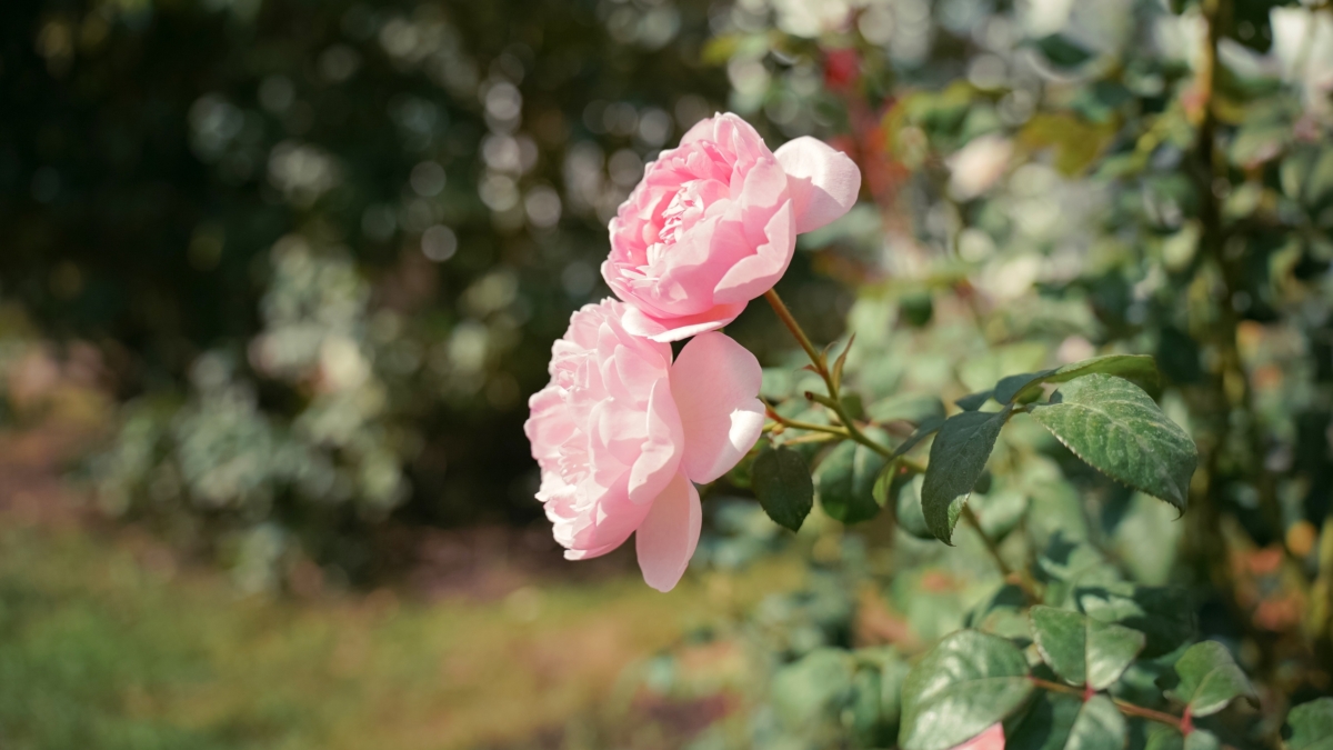 Не поздно и не рано: когда я обрезаю розы, чтобы они спокойно пережили зиму Светлана Мулыкина