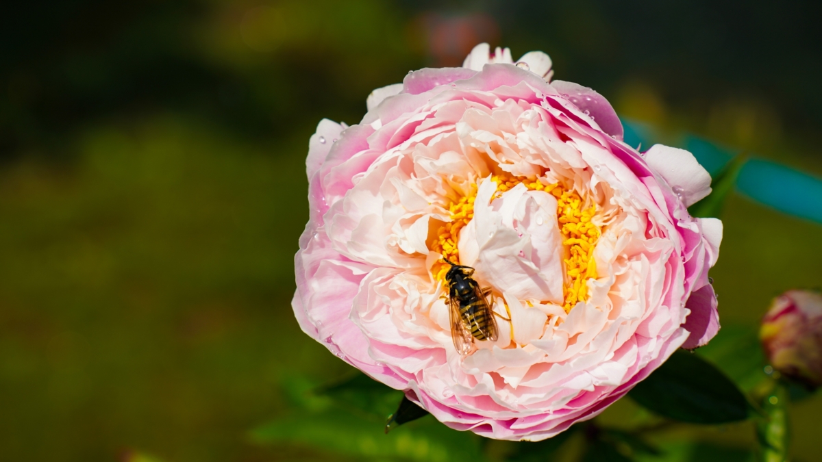 Типы ароматов и сезонность: как выбрать подходящие духи — секреты парфюмеров для новичков Светлана Мулыкина