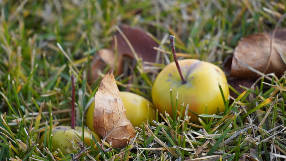 Мой план работ в саду на ноябрь: то, о чём не пишут в справочниках — экономит весной нервы и деньги ИА SM-News