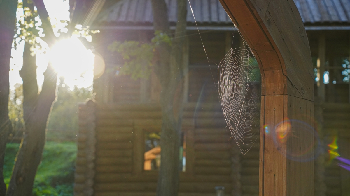 Расшифровка знаков: о чем говорят пауки в вашем доме — удача, деньги, гость, проклятие и не только ИА SM-News