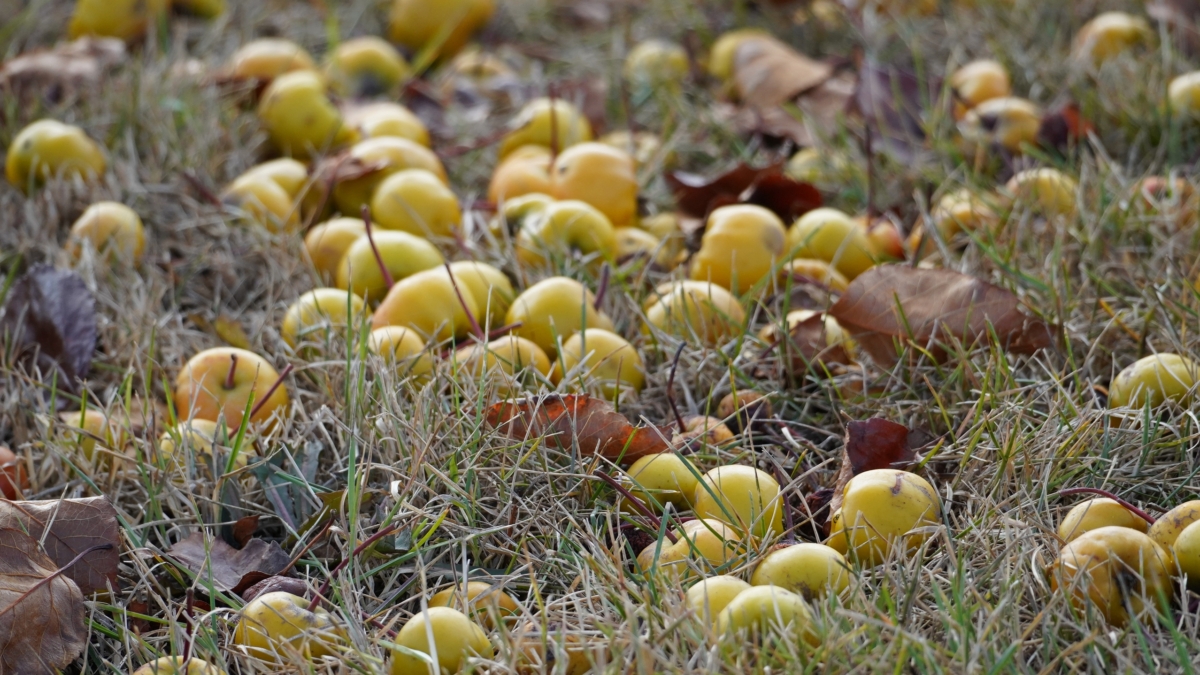 Медовый урожай без хлопот: 5 лучших самоплодных сортов груш на 2026 год Светлана Мулыкина