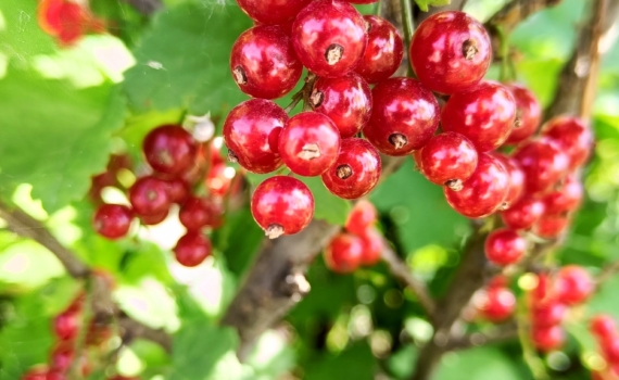 Срезали ветки и лишились урожая: секрет в том, какая у вас смородина – черная или красная Срезали ветки и лишились урожая: секрет в том, какая у вас смородина – черная или красная