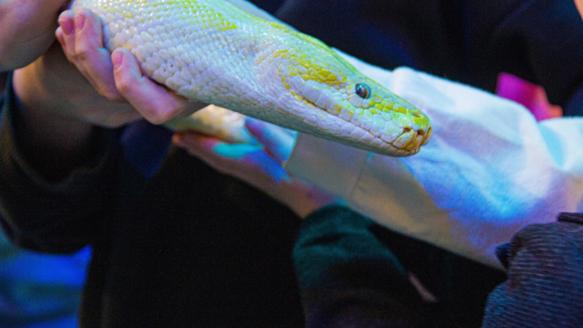 Время вашей удачи: кому улыбнется судьба после 10 ноября 2025 года — китайский гороскоп ИА SM-News