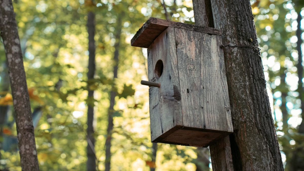Зима на кончиках крыльев: народные приметы на 12 ноября в Синичкин день — метеопрогноз от пернатых ИА SM-News