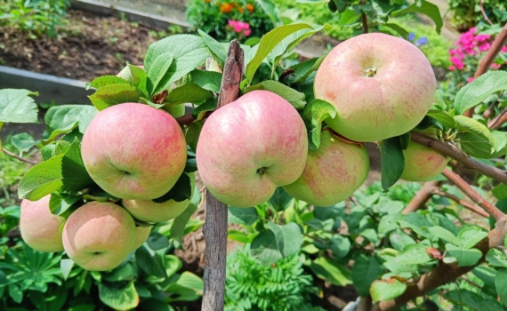 Моченые яблоки из детства: бабушкин рецепт на листьях смородины — особый хруст Моченые яблоки из детства: бабушкин рецепт на листьях смородины — особый хруст