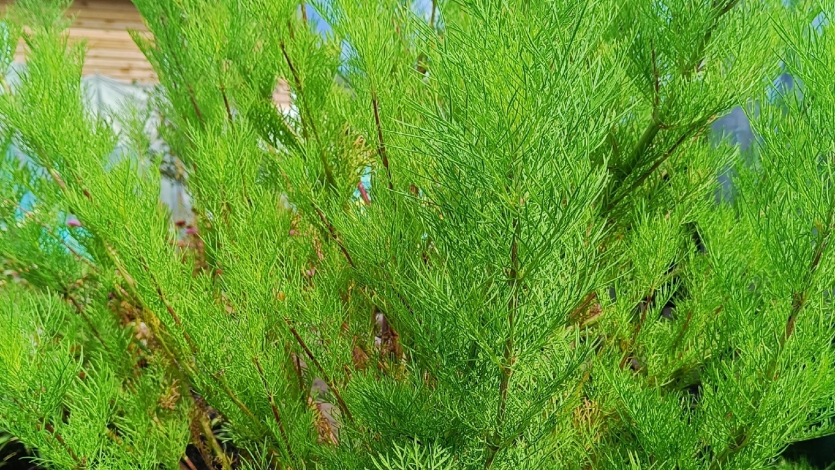 Уход за хвойными в ноябре-декабре: 5 секретов, чтобы встретить весну во всей красе ИА SM.News