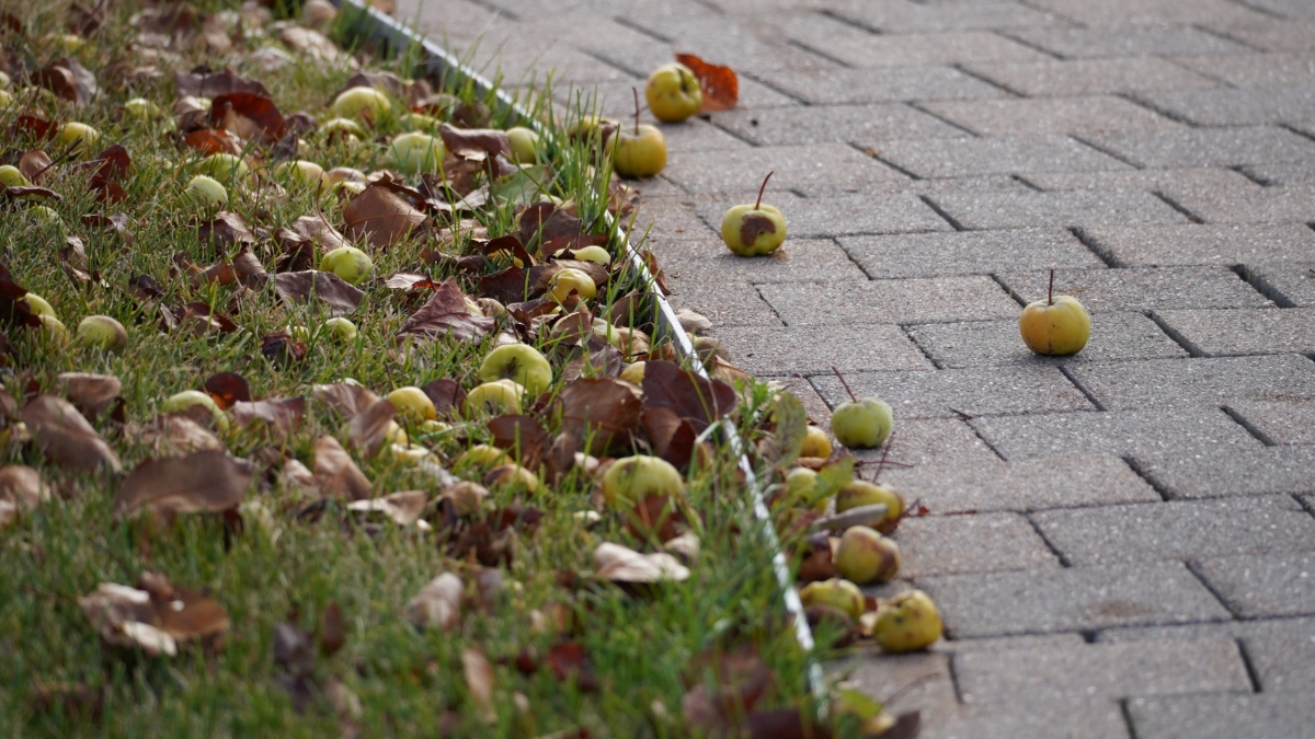 14 ноября — Осенние кузьминки: что можно и нельзя делать, чтобы не навлечь беды ИА SM-News