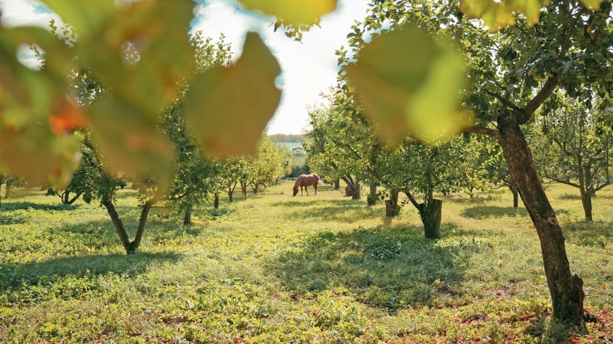 Опавшие листья ореха: секретное оружие для сада или яд - лайфхаки опытных садоводов ИА SM-News