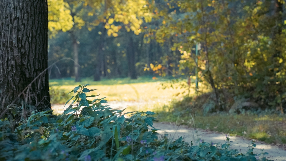 17 ноября отмечаем праздник студентов, участковых полиции, именинники по календарю и не только ИА SM-News
