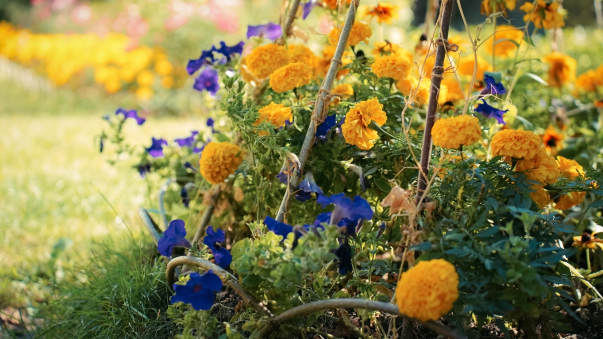 Остались считанные дни: почему нужно успеть посеять бархатцы до конца ноября — 3 причины ИА SM-News