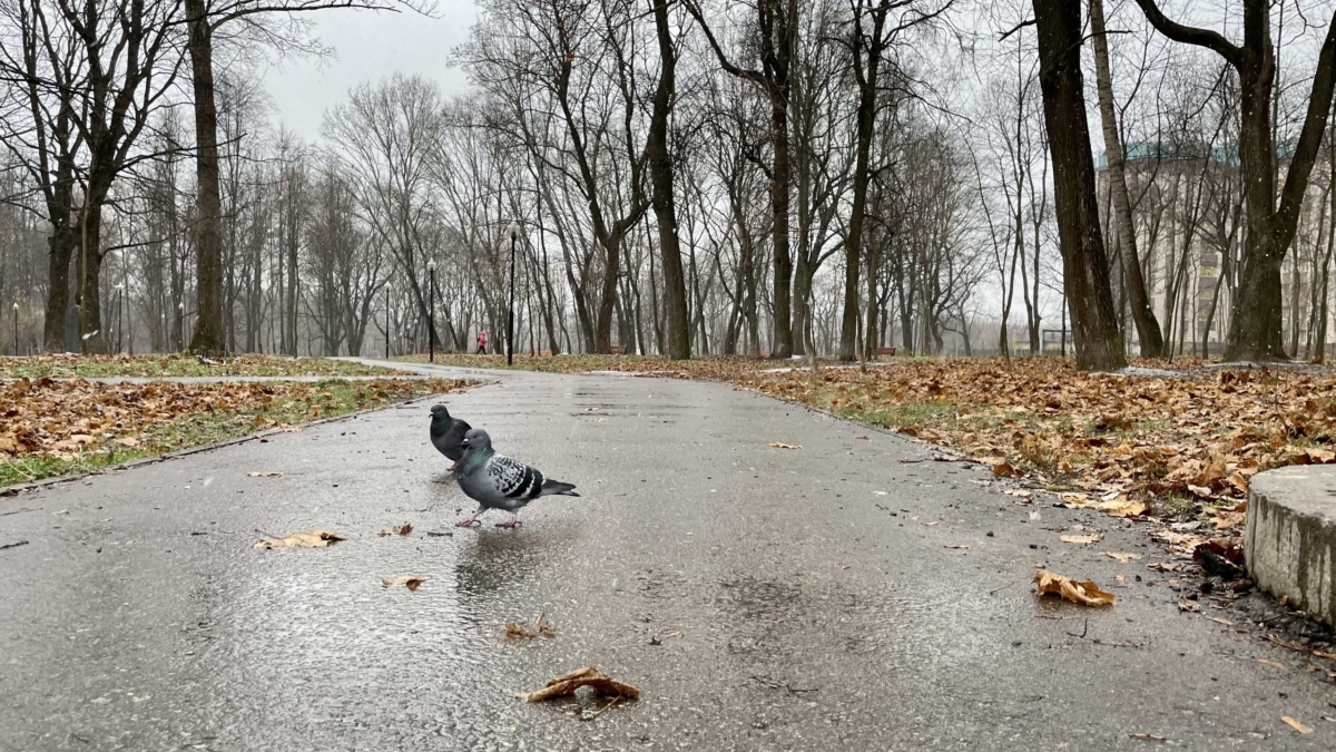 Народные приметы 18 ноября: почему в День Ионы нужно следить за голубями, а не за метеосводками ИА SM-News